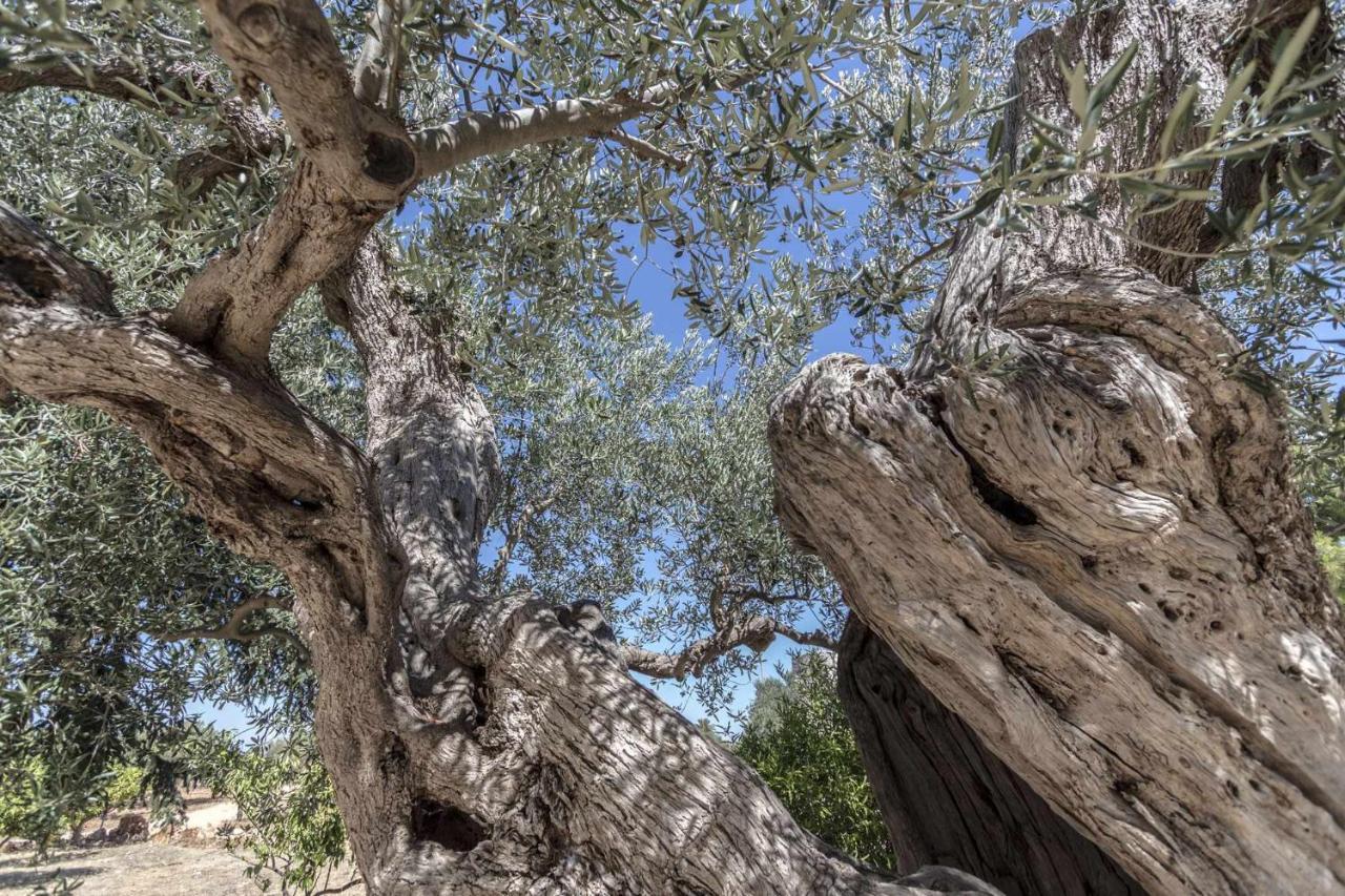 Masseria Fanizzi Conversano Eksteriør billede