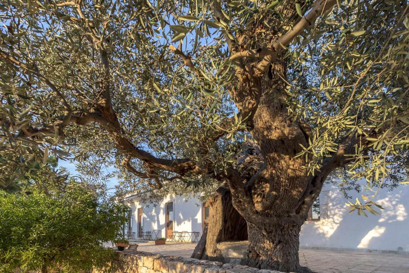 Masseria Fanizzi Conversano Værelse billede