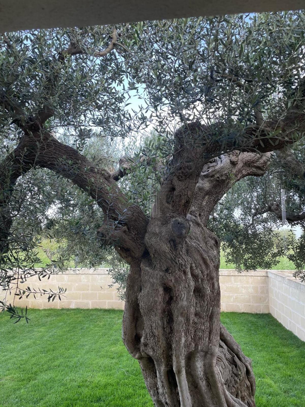 Masseria Fanizzi Conversano Værelse billede
